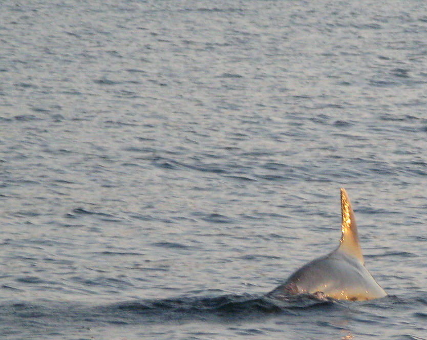 Delfini